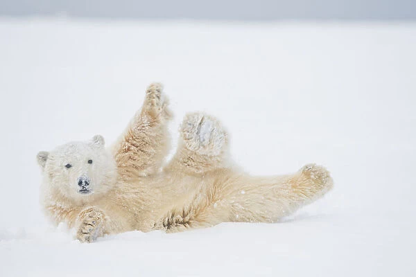 Polar bear (Ursus maritimus) yearling rolling around on newly formed pack ice, Beaufort Sea