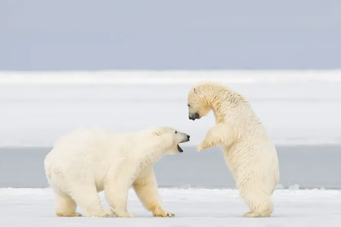 Framed Print : Polar bear (Ursus maritimus) two years, plays with a spring cub on newly formed pack Framed Print : Polar bear (Ursus maritimus) two years, plays with a spring cub on newly formed pack