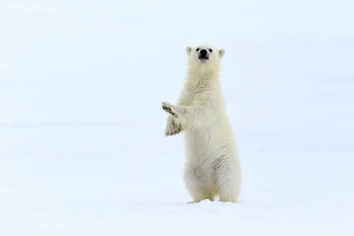 Framed Print : Polar bear (Ursus maritimus) very young cub, probably only a few months old, standing up to take a look around, northern Svalbard, Norway, June Framed Print : Polar bear (Ursus maritimus) very young cub, probably only a few months old, standing up to take a look around, northern Svalbard, Norway, June