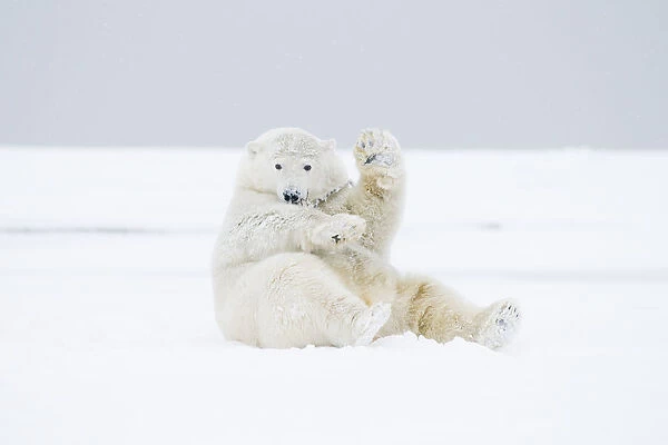 Polar bear (Ursus maritimus) young male playing  /  rolling around in the snow along