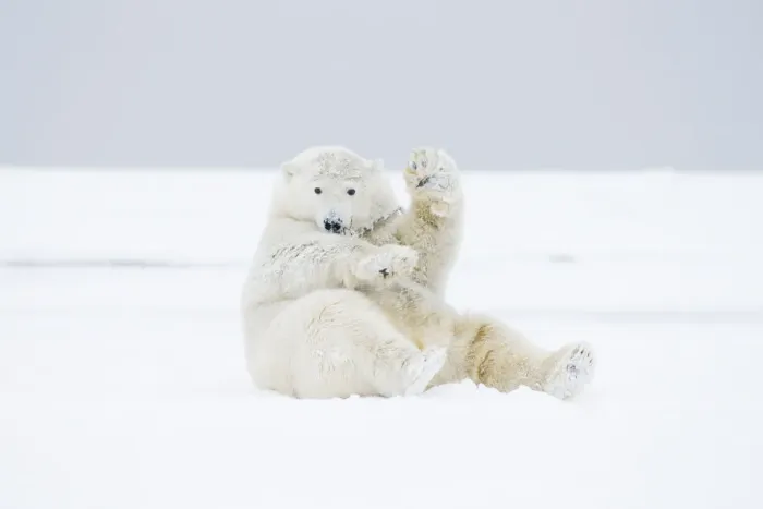 Framed Print : Polar bear (Ursus maritimus) young male playing / rolling around in the snow along Framed Print : Polar bear (Ursus maritimus) young male playing / rolling around in the snow along