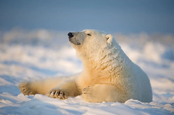 Polar bear (Ursus maritimus) young male resting on the newly frozen pack ice, Beaufort Sea