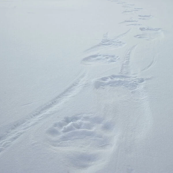 Polar bear (Ursus martimus) footprints in snow, Wrangel Island, Far Eastern Russia, March
