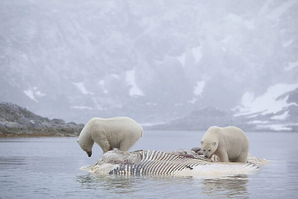 Two Polar bears (Ursus maritimus) feeding on dead whale carcass, Svalbard, Norway