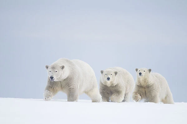 Polar bears (Ursus maritimus) female with cubs aged two years travelling along a