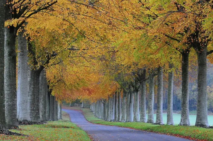 Framed Print : Pollarded Beech (Fagus sylvatica) tree avenue in autumn, Moor Crichel, Dorset. UK. November