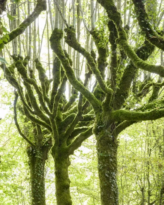 Framed Print : Pollarded limes trees (Tilia cordata)covered in moss and ivy, Pierrefitte, France Framed Print : Pollarded limes trees (Tilia cordata)covered in moss and ivy, Pierrefitte, France
