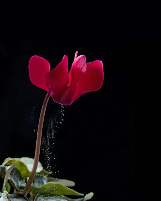 Framed Print : Pollen release from cyclamen flower via sonication, which mimics buzz pollination