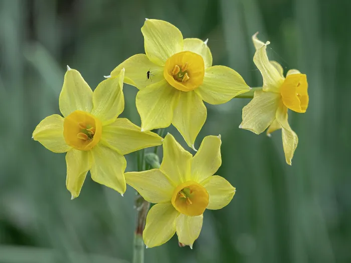 Framed Print : Polyanthus narcissus (Narcissus aureus) in flower, Tuscany, Italy. February Framed Print : Polyanthus narcissus (Narcissus aureus) in flower, Tuscany, Italy. February