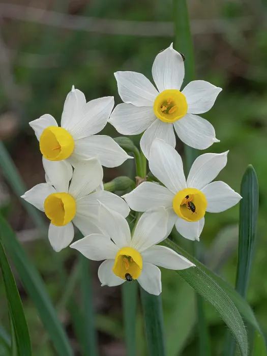 Framed Print : Polyanthus narcissus (Narcissus tazetta) in flower, Podere Montecucco, Orvieto, Umbria, Italy. February Framed Print : Polyanthus narcissus (Narcissus tazetta) in flower, Podere Montecucco, Orvieto, Umbria, Italy. February
