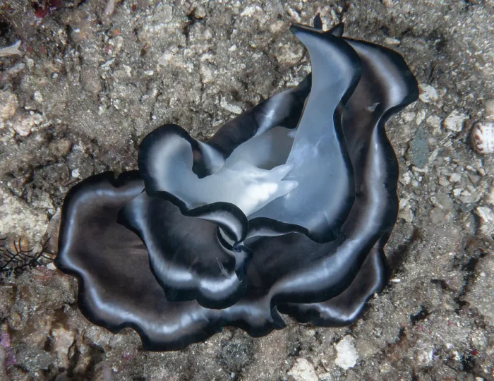 Framed Print : Polyclad flatworms (Pseudobiceros sp.) pair, mating on seabed, Raja Ampat, Indonesia, Pacific Ocean