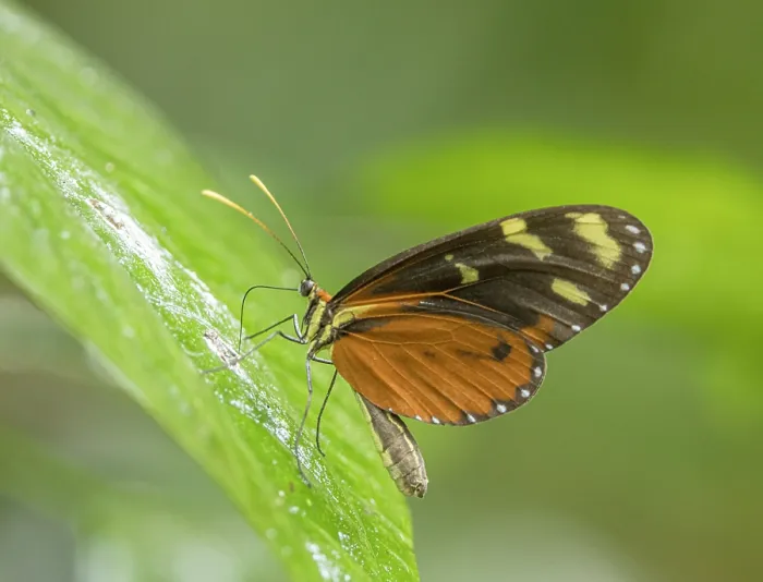 Framed Print : Polymnia tigerwing (Mechanitis polymnia) feeding on bird dropping on a leaf, La Selva Biological Station, Costa Rica