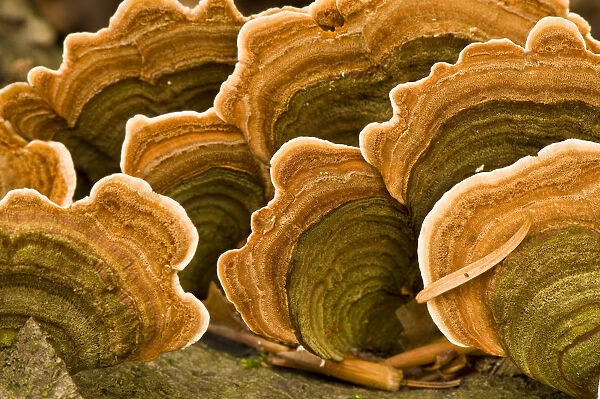 Polypore fungus (Coriolus versicolor) on a stump in Corkova Uvala virgin forest