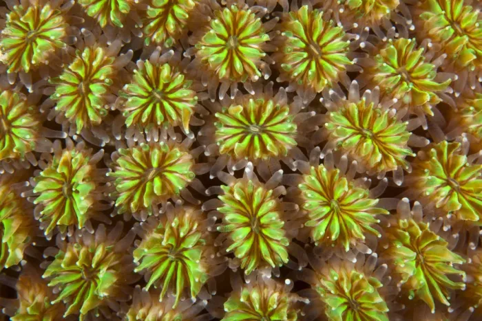 Framed Print : Polyps of cushion coral (Galaxea fascicularis) Maldives, Indian Ocean Framed Print : Polyps of cushion coral (Galaxea fascicularis) Maldives, Indian Ocean