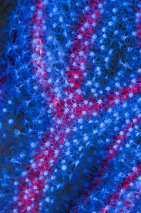 Framed Print : Polyps on gorgonian fan coral. West Papua, Indonesia Framed Print : Polyps on gorgonian fan coral. West Papua, Indonesia