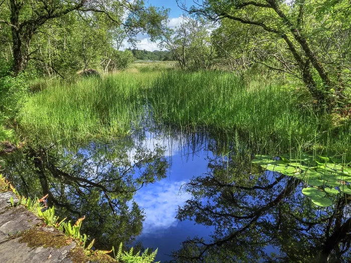Framed Print : Pond with lily pads, Taynish National Nature Reserve, Knapdale peninsula, Argyll and Bute, Scotland, UK. June, 2017 Framed Print : Pond with lily pads, Taynish National Nature Reserve, Knapdale peninsula, Argyll and Bute, Scotland, UK. June, 2017