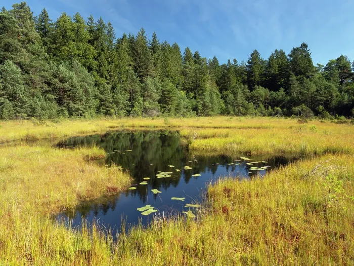 Framed Print : Pond in moorland with forest behind, near Easter Lake, Upper Bavaria, Germany. September, 2023 Framed Print : Pond in moorland with forest behind, near Easter Lake, Upper Bavaria, Germany. September, 2023