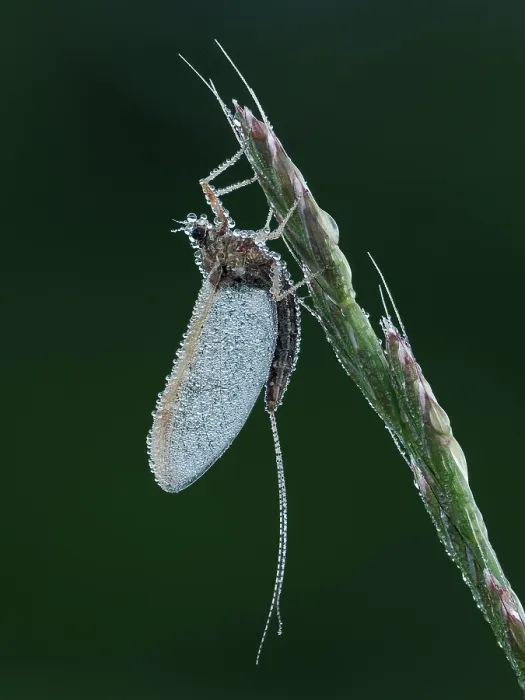 Framed Print : Pond olive mayfly (Cloeon dipterum) roosting at dawn covered in dew, Hertfordshire, England, UK. June. Focus stacked Framed Print : Pond olive mayfly (Cloeon dipterum) roosting at dawn covered in dew, Hertfordshire, England, UK. June. Focus stacked