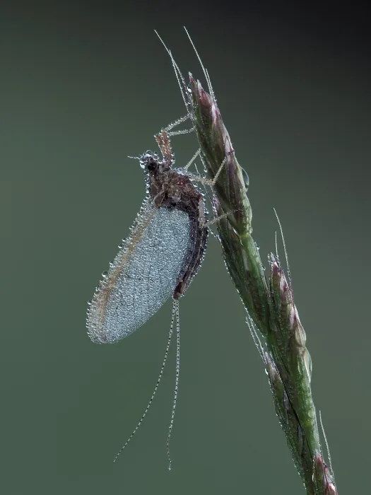 Framed Print : Pond olive mayfly (Cloeon dipterum) roosting at dawn covered in dew, Hertfordshire, England, UK. June. Focus stacked Framed Print : Pond olive mayfly (Cloeon dipterum) roosting at dawn covered in dew, Hertfordshire, England, UK. June. Focus stacked