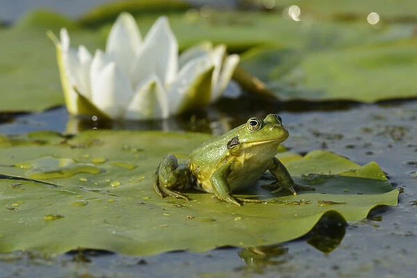 Pool Frog (Rana lessonae) sitting on White lily pad, Danube delta rewilding area, Romania