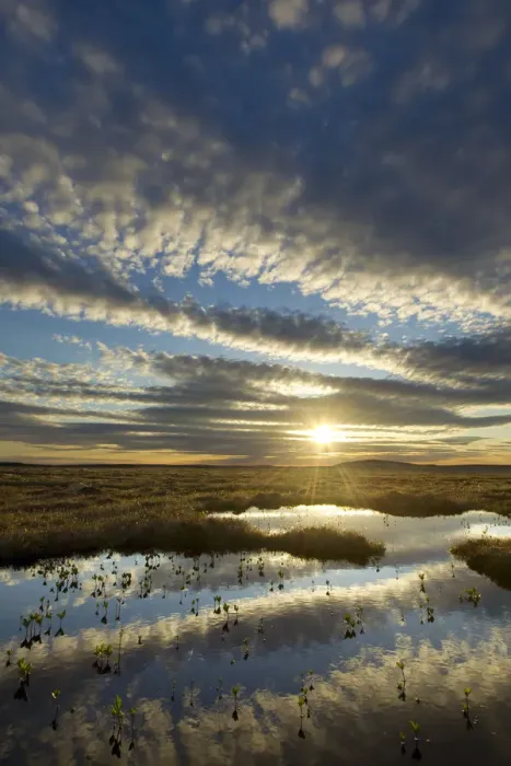 Framed Print : Pool system on peat bog at dawn, Forsinard Flows RSPB reserve, Flow Country, Sutherland Framed Print : Pool system on peat bog at dawn, Forsinard Flows RSPB reserve, Flow Country, Sutherland