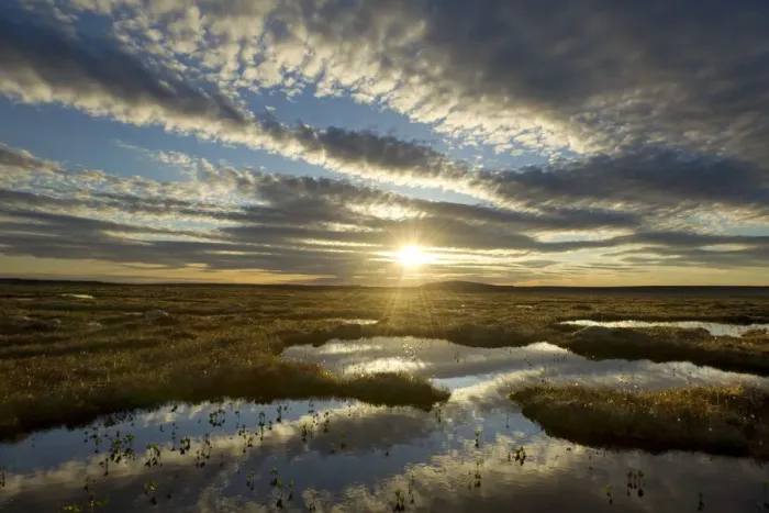 Framed Print : Pool system on peat bog at dawn, Forsinard Flows RSPB reserve, Flow Country, Sutherland Framed Print : Pool system on peat bog at dawn, Forsinard Flows RSPB reserve, Flow Country, Sutherland