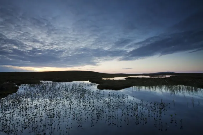 Framed Print : Pools and bog peatland at dawn, Flow Country, Scotland, June Framed Print : Pools and bog peatland at dawn, Flow Country, Scotland, June