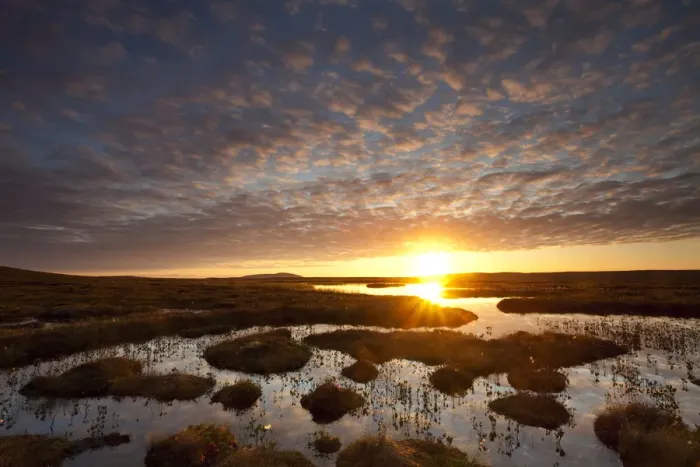Framed Print : Pools and bog peatland at dawn, Flow Country, Sutherland, Highlands, Scotland, UK Framed Print : Pools and bog peatland at dawn, Flow Country, Sutherland, Highlands, Scotland, UK