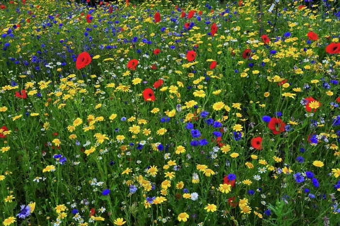 Framed Print : Poppies (Papaver rhoeas), Corn marigolds (Glebionis segetum) and Cornflowers (Centaurea cyanus) flowering in cultivated wild flower meadow, near Wareham, Dorset, UK. July Framed Print : Poppies (Papaver rhoeas), Corn marigolds (Glebionis segetum) and Cornflowers (Centaurea cyanus) flowering in cultivated wild flower meadow, near Wareham, Dorset, UK. July