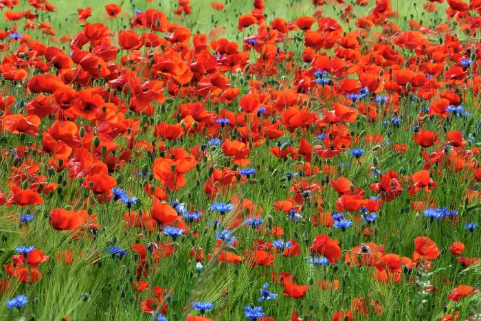 Framed Print : Poppies (Papaver rhoeas) and Cornflowers (Centaurea cyanus) in flower along edge of farmland, Mecklenburg-Western Pomerania, Germany. June Framed Print : Poppies (Papaver rhoeas) and Cornflowers (Centaurea cyanus) in flower along edge of farmland, Mecklenburg-Western Pomerania, Germany. June