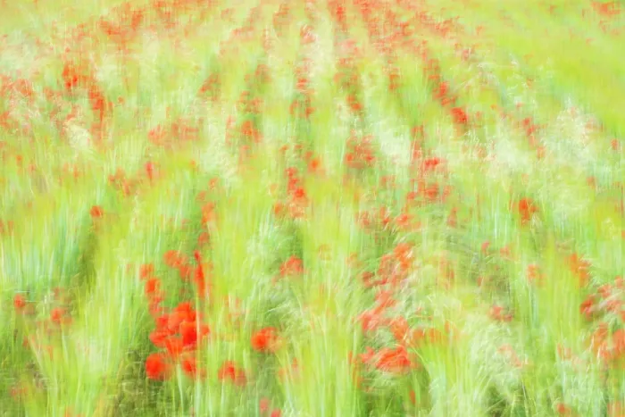 Framed Print : Poppies (Papaver rhoeas) flowering in field, Polly Joke, Crantock, Cornwall, England, UK. June Framed Print : Poppies (Papaver rhoeas) flowering in field, Polly Joke, Crantock, Cornwall, England, UK. June