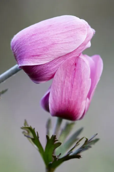 Framed Print : Two Poppy anemone (Anemone coronaria) flowers, Omalos, Crete, Greece, April 2009 Framed Print : Two Poppy anemone (Anemone coronaria) flowers, Omalos, Crete, Greece, April 2009