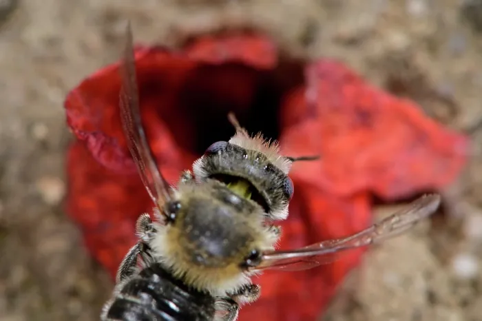 Framed Print : Poppy bee (Osmia papaveris) arriving at nest entrance, carrying bundled pieces of petals from Common poppy (Papaver rhoeas) used to line nest. Bamberg, Germany. June Framed Print : Poppy bee (Osmia papaveris) arriving at nest entrance, carrying bundled pieces of petals from Common poppy (Papaver rhoeas) used to line nest. Bamberg, Germany. June