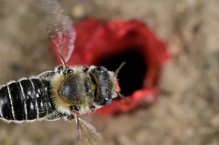 Framed Print : Poppy bee (Osmia papaveris) arriving at nest entrance, carrying bundled pieces of petals from Common poppy (Papaver rhoeas) used to line nest. Bamberg, Germany. June Framed Print : Poppy bee (Osmia papaveris) arriving at nest entrance, carrying bundled pieces of petals from Common poppy (Papaver rhoeas) used to line nest. Bamberg, Germany. June