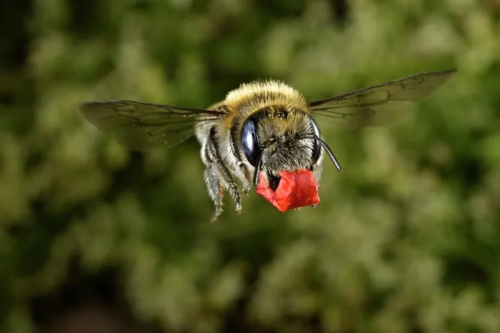 Framed Print : Poppy bee (Osmia papaveris) carrying bundled pieces of petals from Common poppy (Papaver rhoeas) used to line nest. Bamberg, Germany. June Framed Print : Poppy bee (Osmia papaveris) carrying bundled pieces of petals from Common poppy (Papaver rhoeas) used to line nest. Bamberg, Germany. June