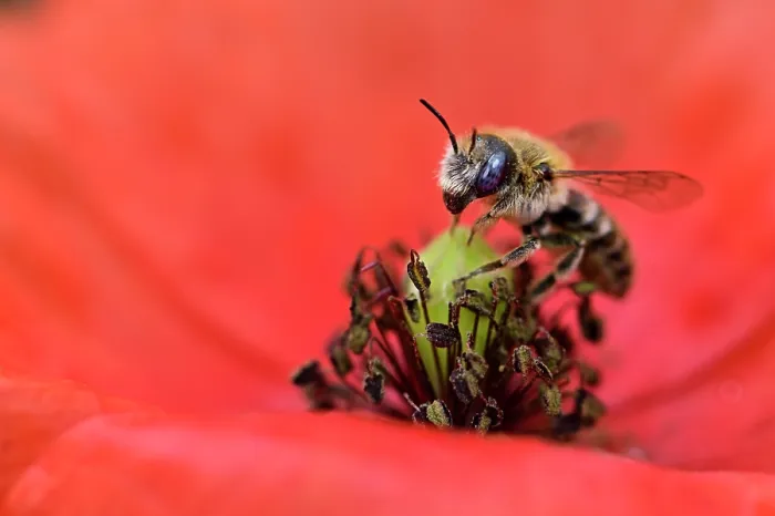 Framed Print : Poppy bee (Osmia papaveris) collecting pollen from Common poppy (Papaver rhoeas) to store in nest for offspring to feed on after hatching. Bamberg, Germany. June Framed Print : Poppy bee (Osmia papaveris) collecting pollen from Common poppy (Papaver rhoeas) to store in nest for offspring to feed on after hatching. Bamberg, Germany. June