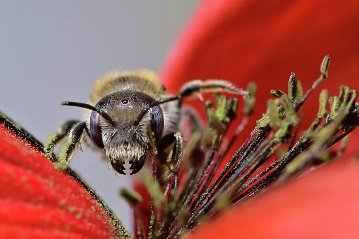 Framed Print : Poppy bee (Osmia papaveris) collecting pollen from Common poppy (Papaver rhoeas) to store in nest for offspring to feed on after hatching. Bamberg, Germany. June Framed Print : Poppy bee (Osmia papaveris) collecting pollen from Common poppy (Papaver rhoeas) to store in nest for offspring to feed on after hatching. Bamberg, Germany. June