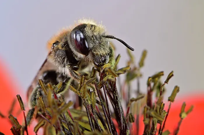 Framed Print : Poppy bee (Osmia papaveris) collecting pollen from Common poppy (Papaver rhoeas) to store in nest for offspring to feed on after hatching. Bamberg, Germany. June Framed Print : Poppy bee (Osmia papaveris) collecting pollen from Common poppy (Papaver rhoeas) to store in nest for offspring to feed on after hatching. Bamberg, Germany. June