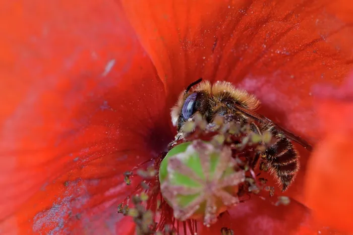 Framed Print : Poppy bee (Osmia papaveris) collecting pollen from Common poppy (Papaver rhoeas) to store in nest for offspring to feed on after hatching. Bamberg, Germany. June Framed Print : Poppy bee (Osmia papaveris) collecting pollen from Common poppy (Papaver rhoeas) to store in nest for offspring to feed on after hatching. Bamberg, Germany. June