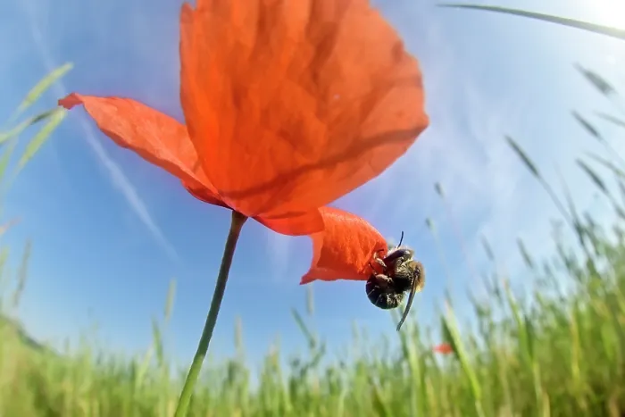 Framed Print : Poppy bee (Osmia papaveris) cutting out piece of petal from Common poppy (Papaver rhoeas) used to line its nest. Bamberg, Germany. June