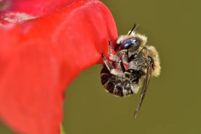 Framed Print : Poppy bee (Osmia papaveris) cutting out piece of petal from Common poppy (Papaver rhoeas) used to line its nest. Bamberg, Germany. June Framed Print : Poppy bee (Osmia papaveris) cutting out piece of petal from Common poppy (Papaver rhoeas) used to line its nest. Bamberg, Germany. June