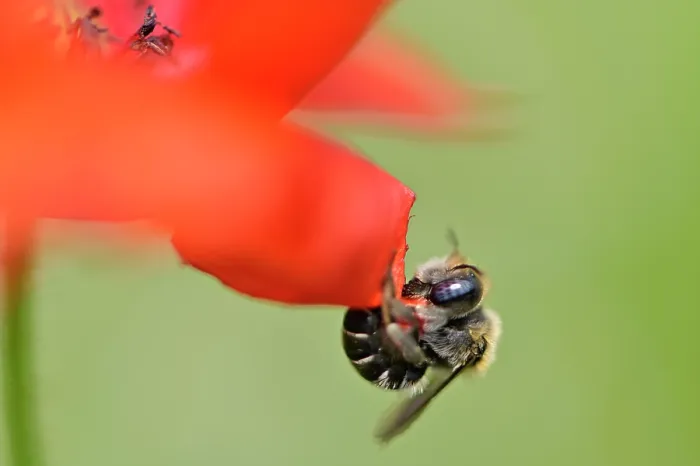 Framed Print : Poppy bee (Osmia papaveris) cutting piece of petal from Common poppy (Papaver rhoeas) to be used as nesting material. Bamberg, Germany. June Framed Print : Poppy bee (Osmia papaveris) cutting piece of petal from Common poppy (Papaver rhoeas) to be used as nesting material. Bamberg, Germany. June