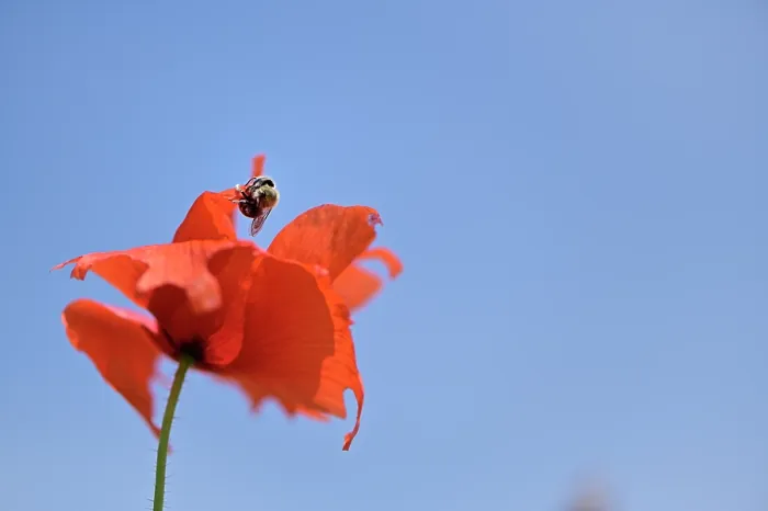 Framed Print : Poppy bee (Osmia papaveris) cutting piece of petal from Common poppy (Papaver rhoeas) to be used as nesting material. Bamberg, Germany. June Framed Print : Poppy bee (Osmia papaveris) cutting piece of petal from Common poppy (Papaver rhoeas) to be used as nesting material. Bamberg, Germany. June