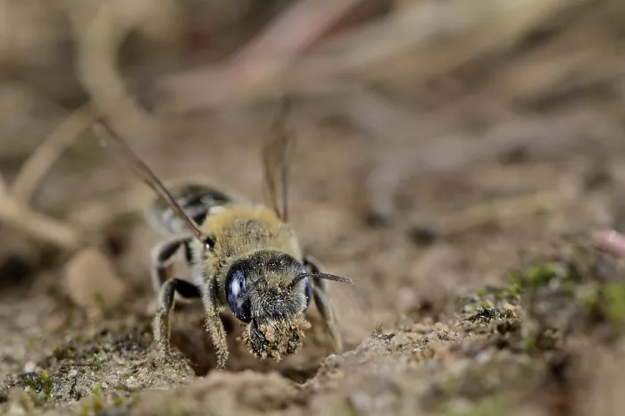Framed Print : Poppy bee (Osmia papaveris) digging nest in sandy soil using its mandible. Bamberg, Germany. June Framed Print : Poppy bee (Osmia papaveris) digging nest in sandy soil using its mandible. Bamberg, Germany. June