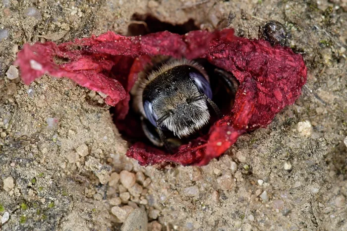 Framed Print : Poppy bee (Osmia papaveris) emerging from nest lined with pieces of petals from Common poppy (Papaver rhoeas) to collect nest building materials. Bamberg, Germany. June Framed Print : Poppy bee (Osmia papaveris) emerging from nest lined with pieces of petals from Common poppy (Papaver rhoeas) to collect nest building materials. Bamberg, Germany. June