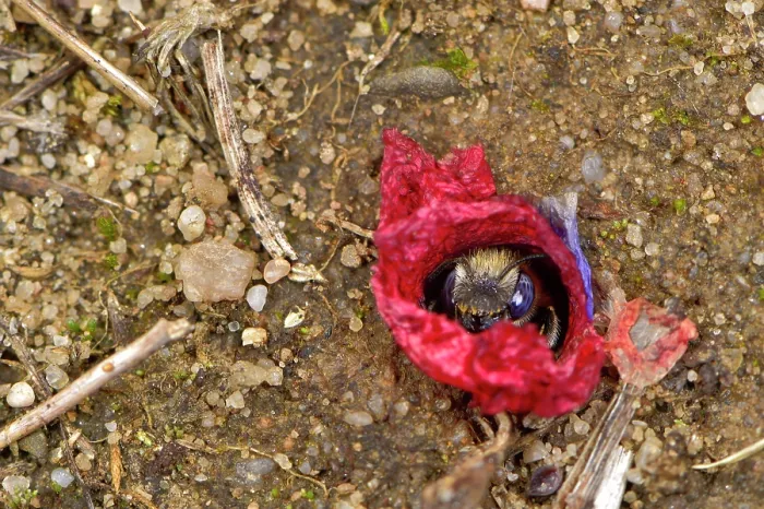 Framed Print : Poppy bee (Osmia papaveris) emerging from nest lined with pieces of petals from Common poppy (Papaver rhoeas) to collect nest building materials. Bamberg, Germany. June Framed Print : Poppy bee (Osmia papaveris) emerging from nest lined with pieces of petals from Common poppy (Papaver rhoeas) to collect nest building materials. Bamberg, Germany. June