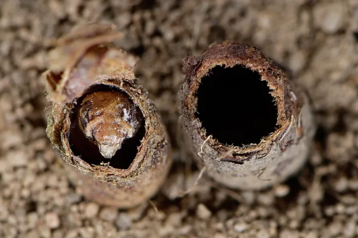 Framed Print : Poppy bee (Osmia papaveris) pupae shell in nest with remaining delicate inner linings. Bamberg, Germany. June Framed Print : Poppy bee (Osmia papaveris) pupae shell in nest with remaining delicate inner linings. Bamberg, Germany. June