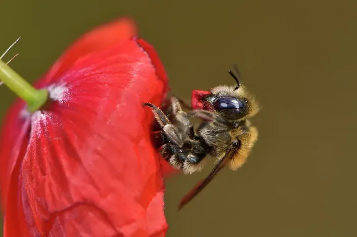 Framed Print : Poppy bee (Osmia papaveris) resting on Common poppy (Papaver rhoeas) cutting piece of petal to use as nesting material, Bamberg, Germany. June