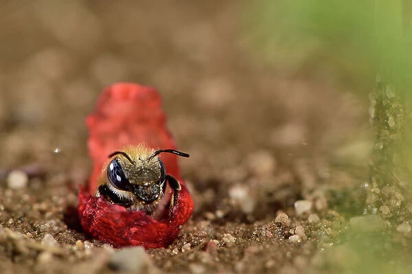 Poppy bee (Osmia papaveris) resting on piece of Common poppy (Papaver rhoeas) petal, cut from the flower to line its nest. Bundled as small packages, these pieces are brought to the nest and unfolded carefully on its sandy walls, Bamberg, Germany