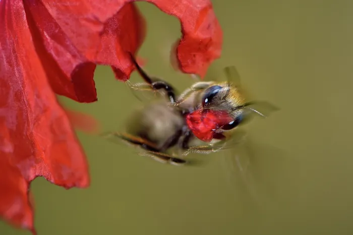 Framed Print : Poppy bee (Osmia papaveris) taking off from Common poppy (Papaver rhoeas) with piece of petal used to line nest. Bamberg, Germany. June Framed Print : Poppy bee (Osmia papaveris) taking off from Common poppy (Papaver rhoeas) with piece of petal used to line nest. Bamberg, Germany. June